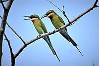 BlueTailed Bee Eater
