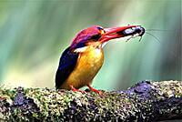 Oriental Dwarf Kingfisher