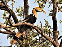 Great Hornbill