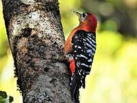 Rufous Bellied Woodpecker