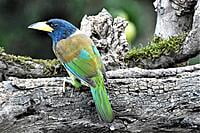 Great Barbet