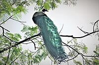 Indian Peafowl