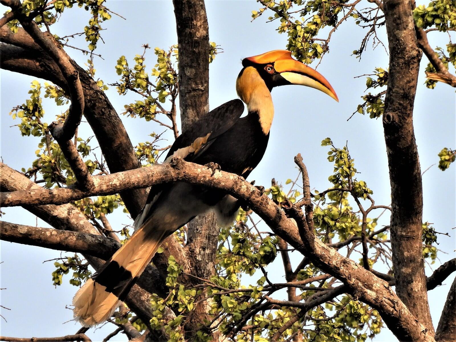 Great Hornbill
