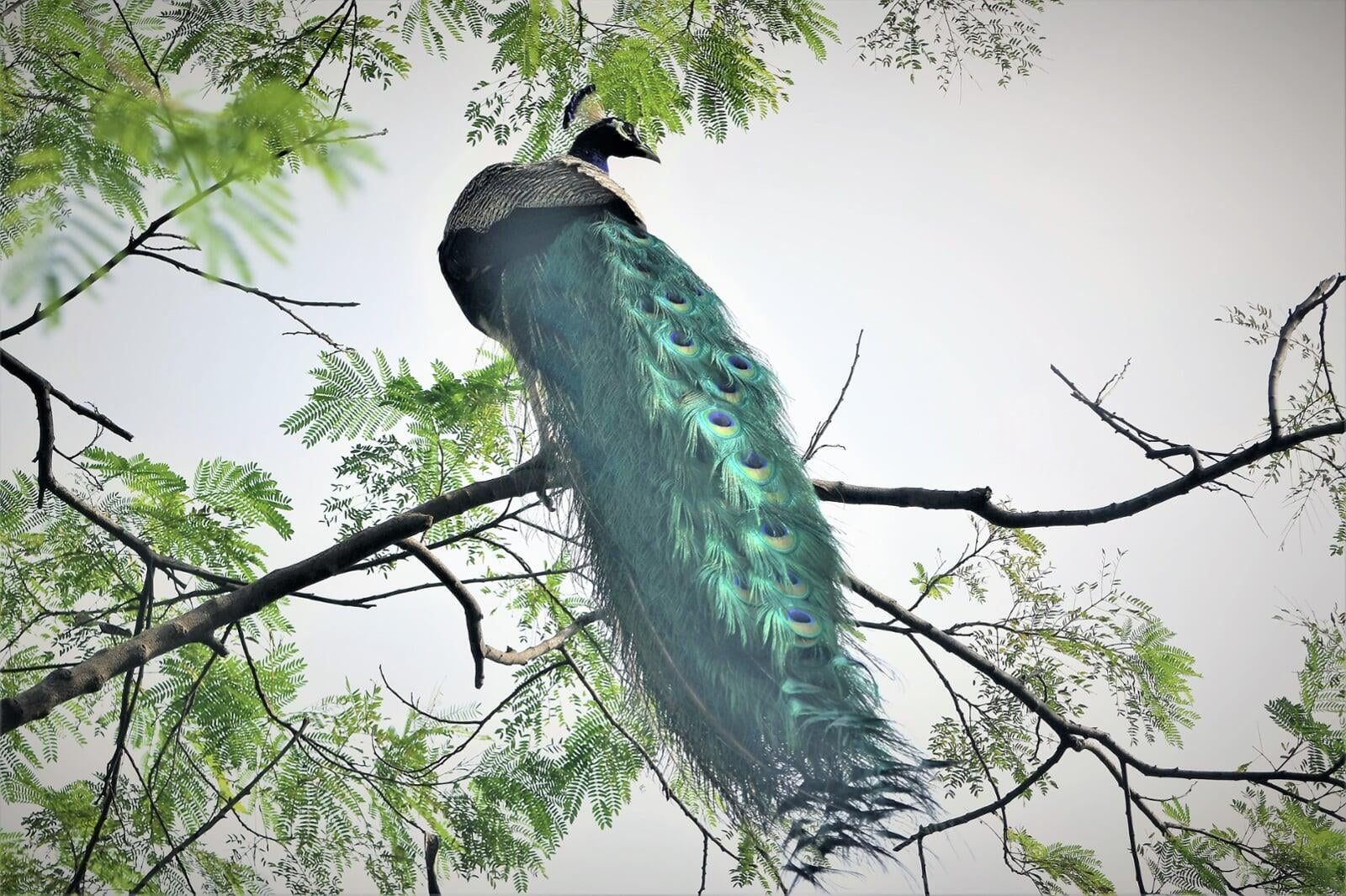 Indian Peafowl